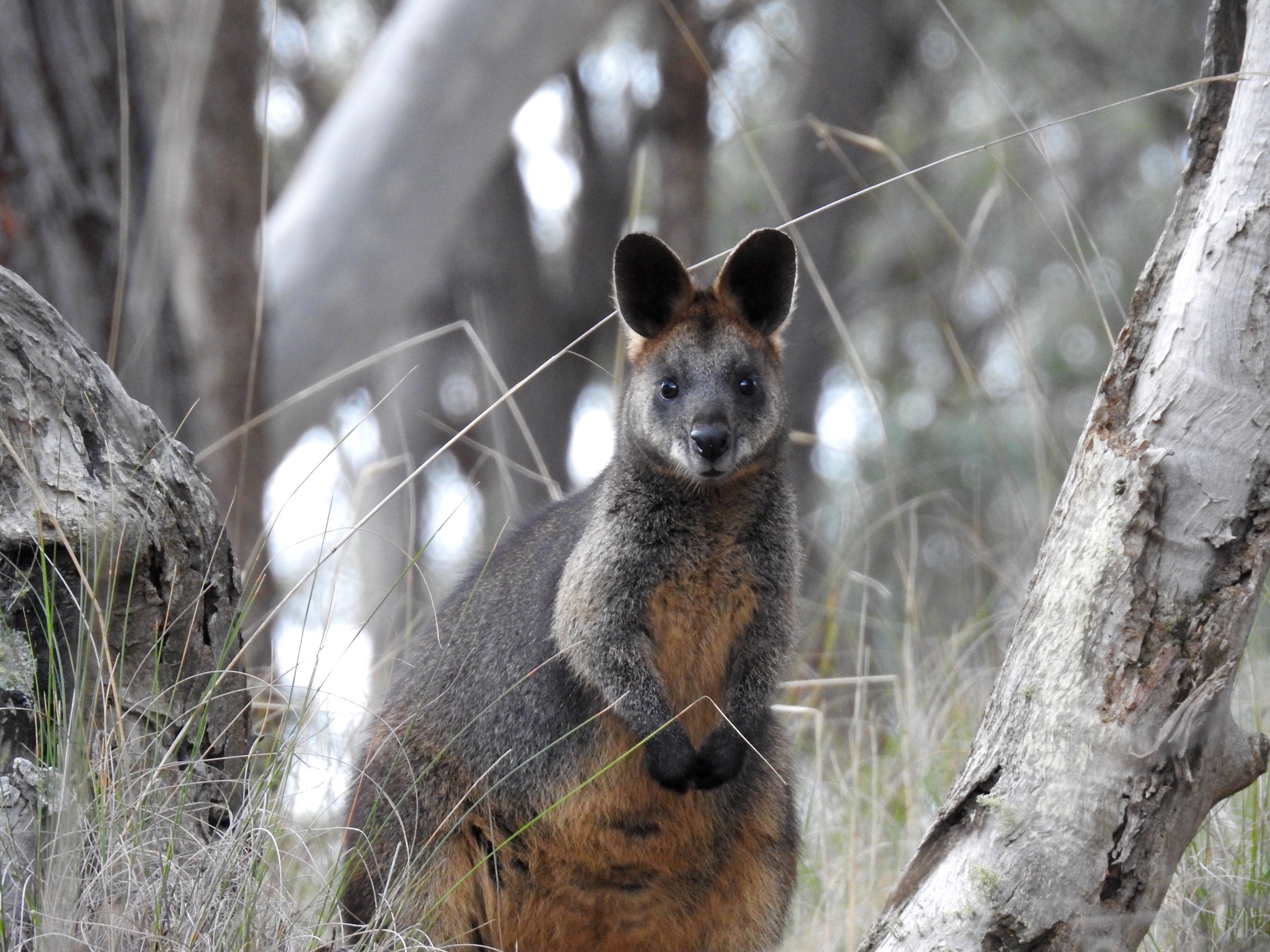 10_wallaby