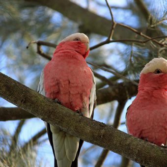 7_cockatoo