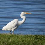 great-egret-1583528_640