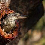 kookaburra-1713603_640