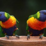 rainbow-lorikeet-686100_640