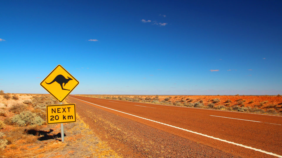 Kangaroos crossing.