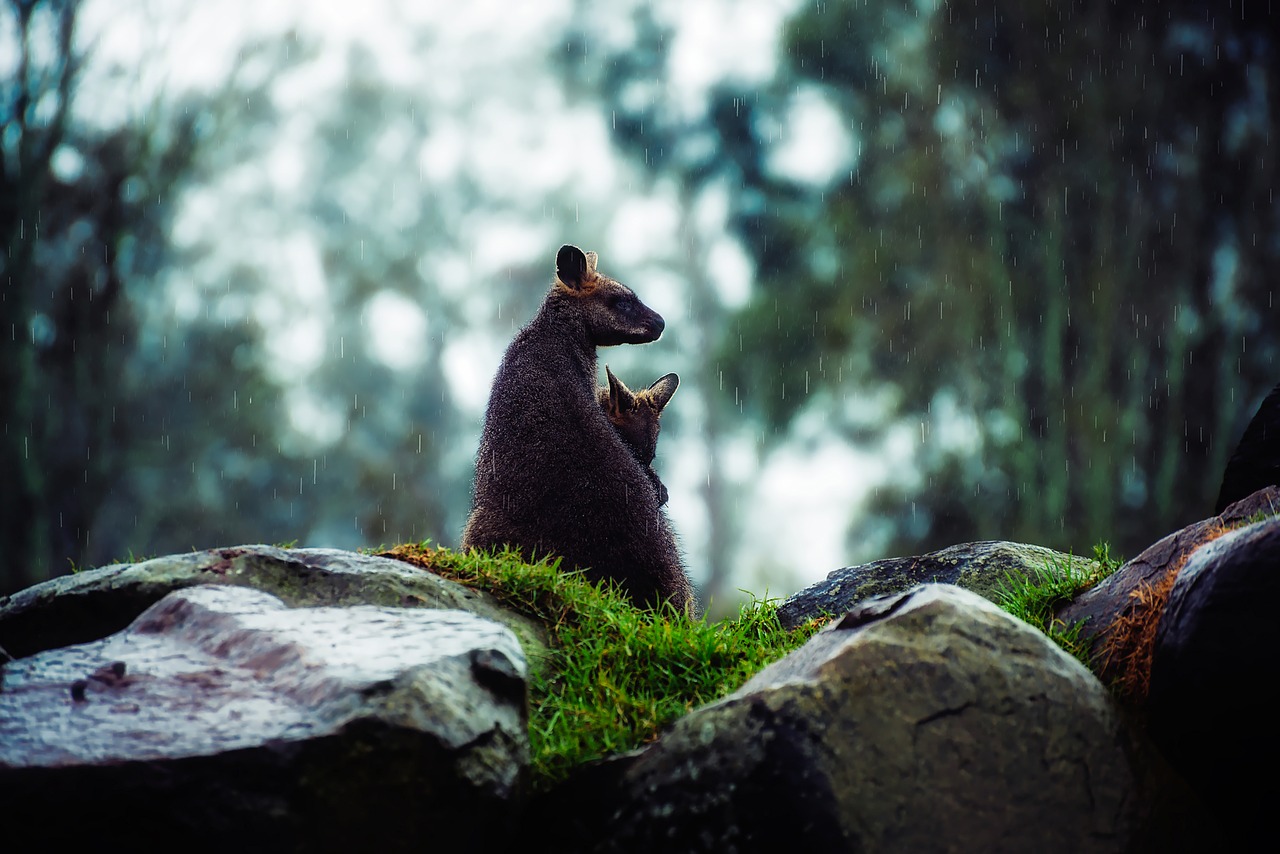 wallaby