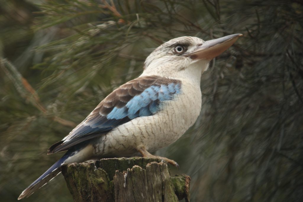 Kookaburra