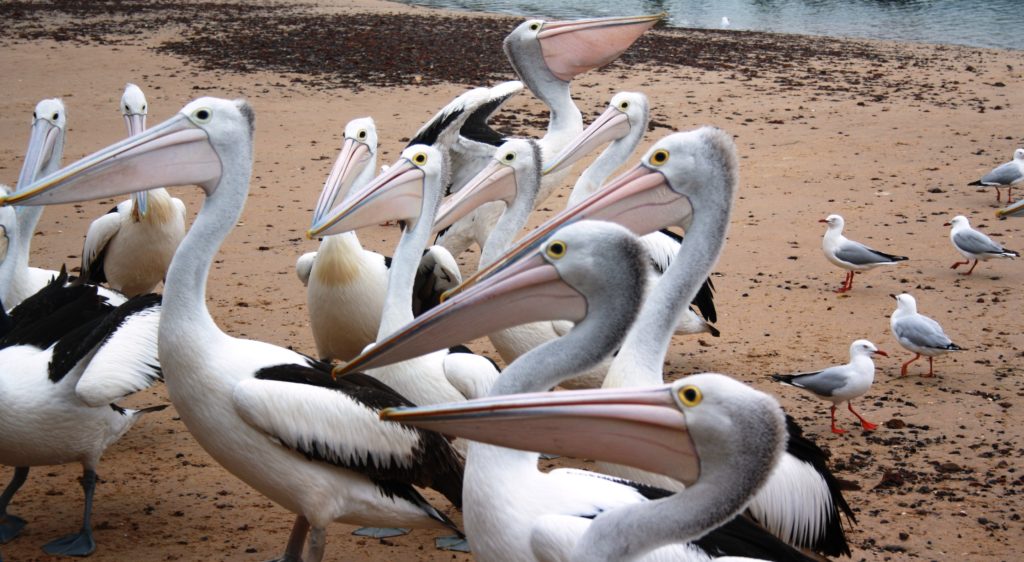 Pellicani