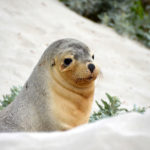 Seal in the sand dunes of Seal Bay, Kangaroo Island, South Australia.