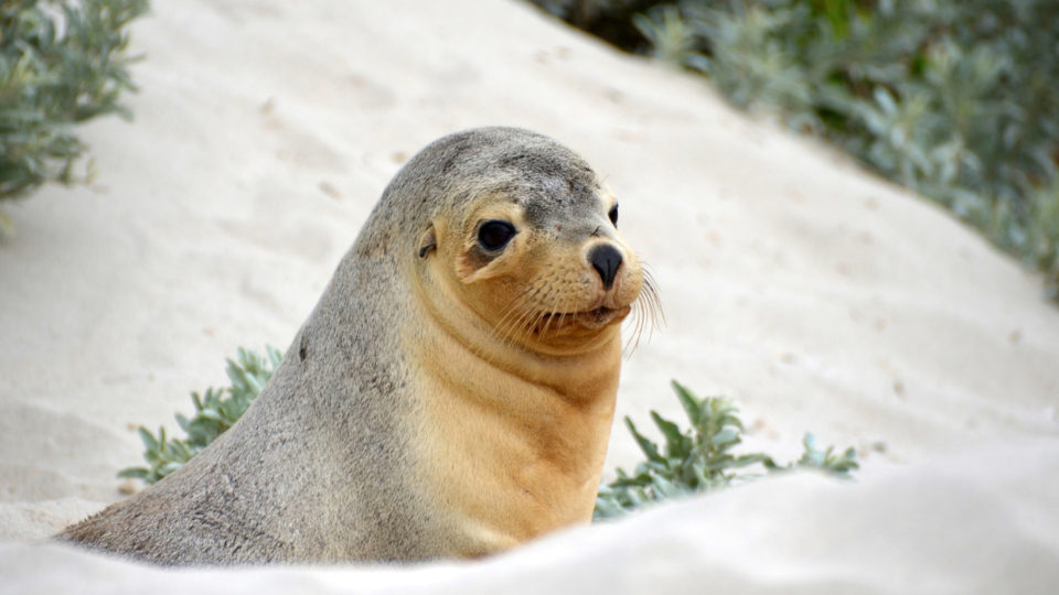 Seal in the sand dunes of Seal Bay, Kangaroo Island, South Australia.