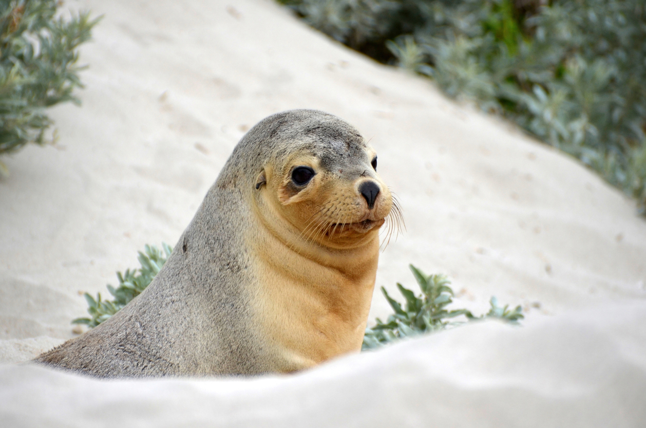 Seal in the sand dunes of Seal Bay, Kangaroo Island, South Australia.