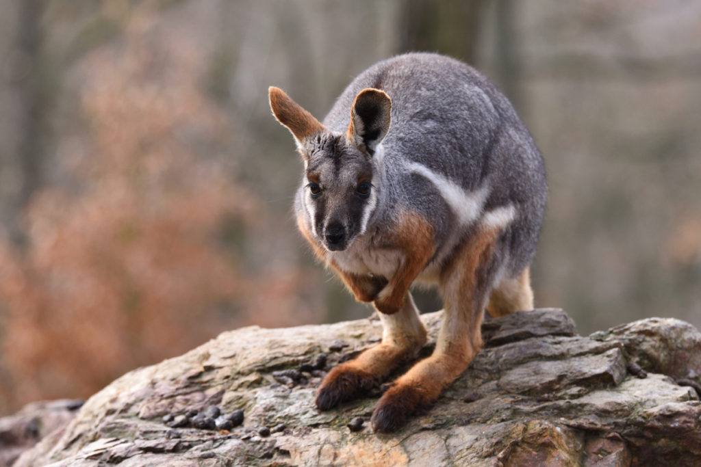 Wallaby delle rocce